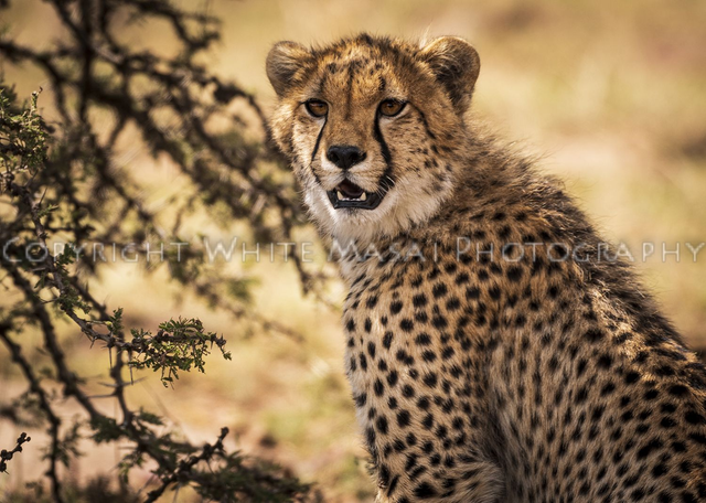 Curiosity, cats are naturally curious!