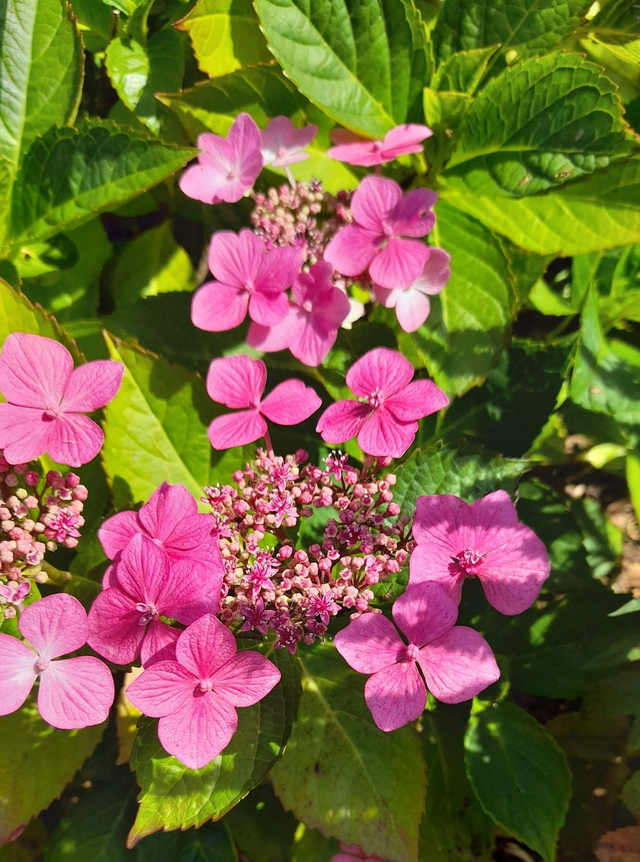 Hydrangea macrophylla - lacecap hydrangea pink - 1ltr pot
