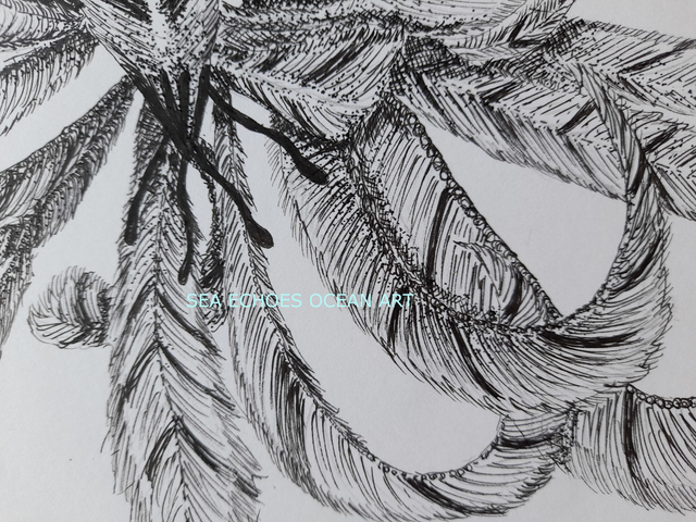 Light as a Sea Feather (Original Ink Drawing)