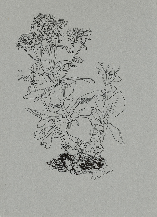 Dibujo planta de exterior