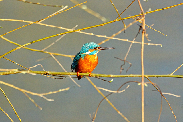Martin pecheur dans les branches