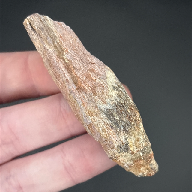 Carcharodontosaurus Bone Fragment 