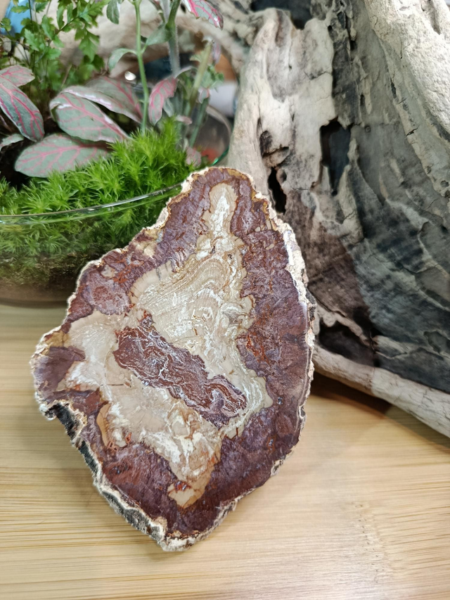 Bois fossilisé tranche