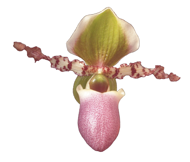 New Vitality Essence