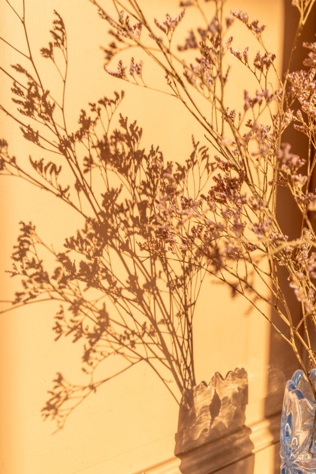 Temporary Peace in my Temporary House