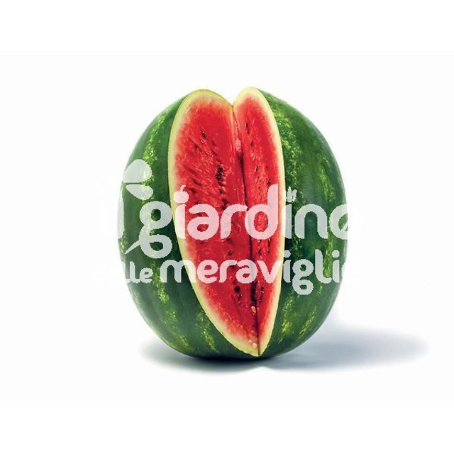 O19 . Anguria tonda Crimson Sweet innestata in vaso 14