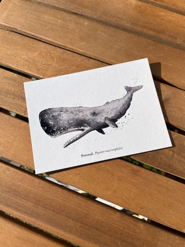 Postkarte Wal "Pottwal"