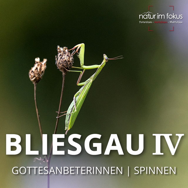 4-Workshop Bliesgau IV – Gottesanbeterinnen & Spinnen – 29.-30.08.2026