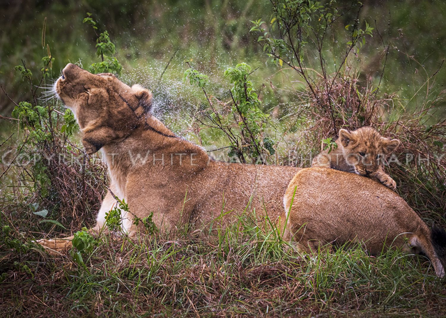 Showered with love, the cub tries to move fast as its mother shakes the rain from her head.