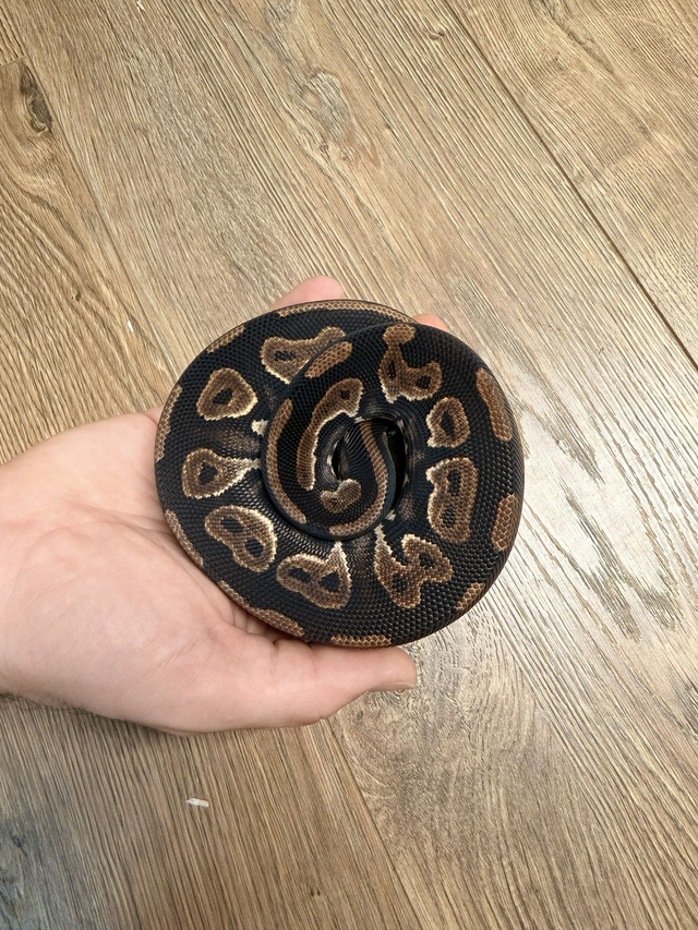CB26 Blackhead YB Het Pied Het Hypo Female