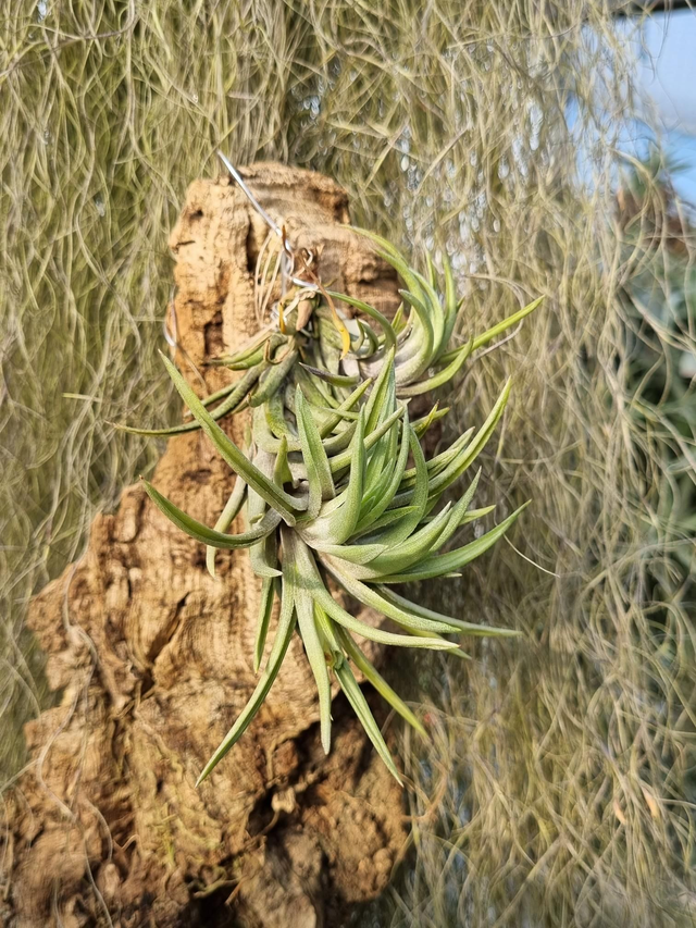 Tillandsia neglecta