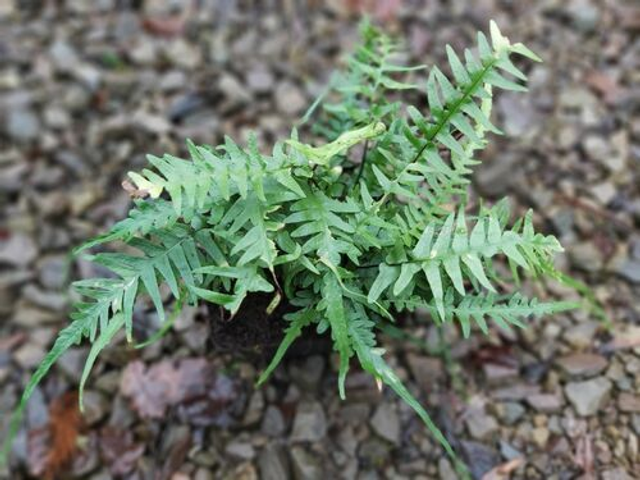 Asplenium x ebenoides - 9cm