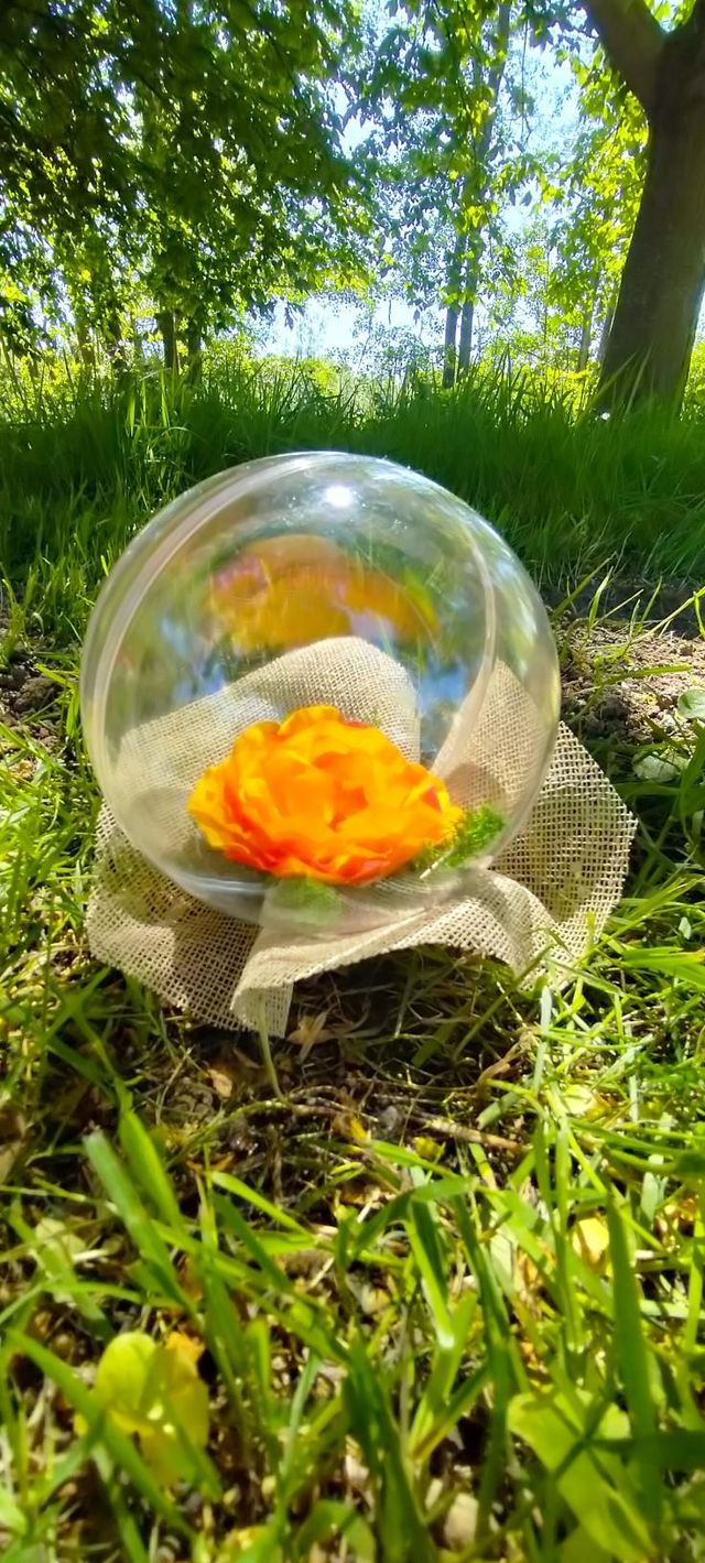 a.Renoncule sous cloche plastique