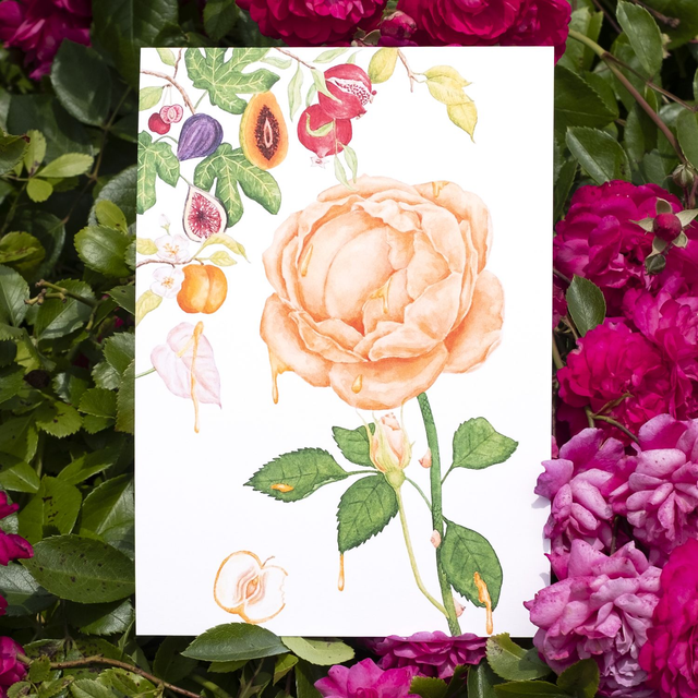 Rose Pêche A5