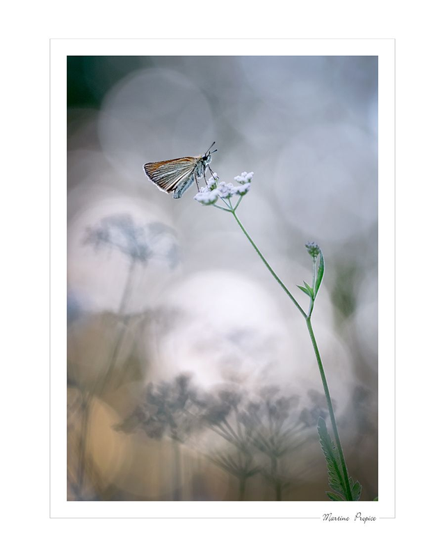 C206 - Le berger des ombres