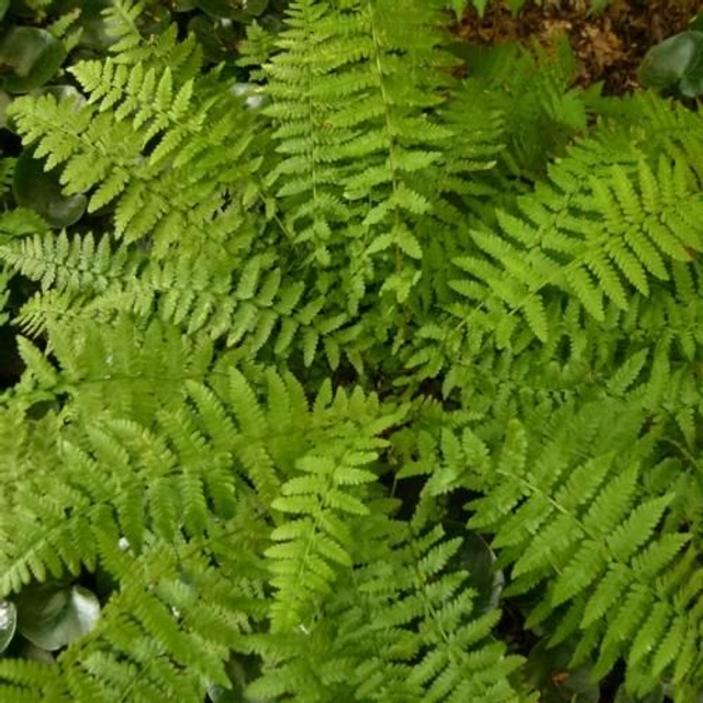 Athyrium filix-femina &#039;Minutissimum&#039;- Petite Lady Fern