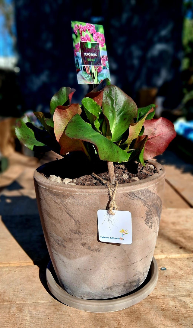 L18 . Bergenia cordifolia 'Eroica' in "MAESTRO BASALT"