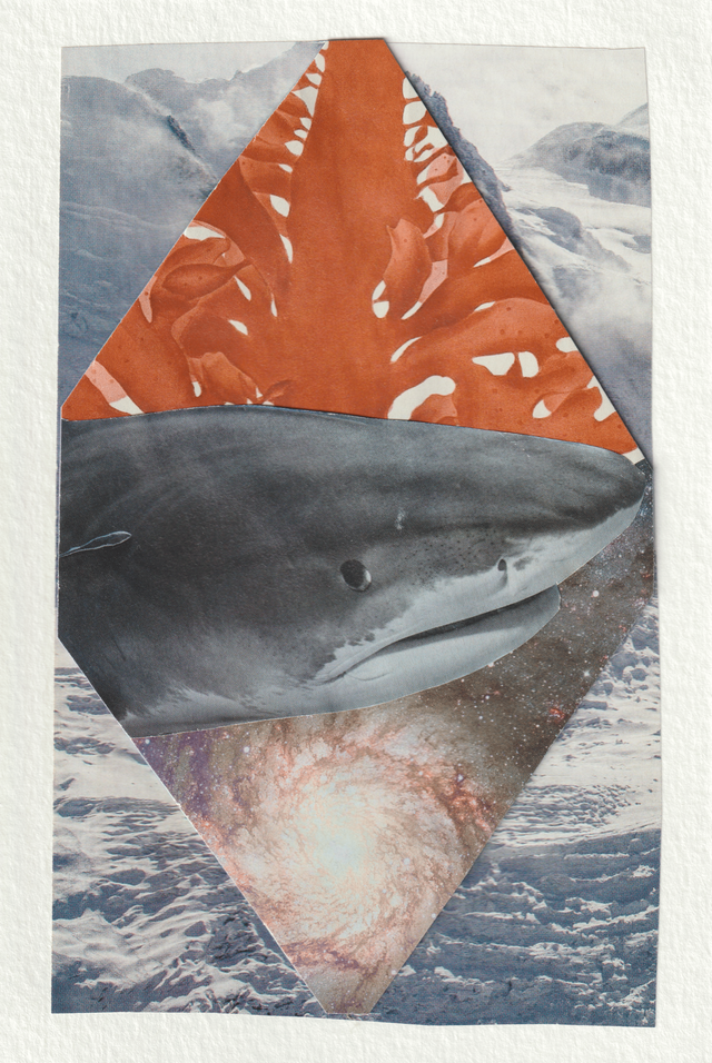 Requin