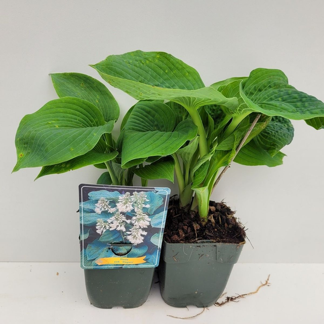 A19 . Hosta 'Elegans'