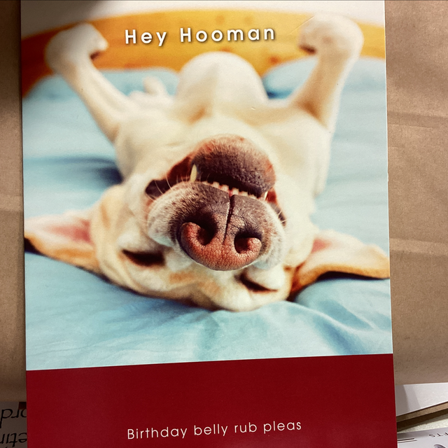 Birthday Humour Hey Hooman - Birthday belly rub please. 
