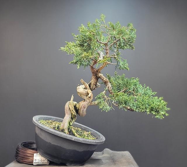 (90) juniperus sargenti