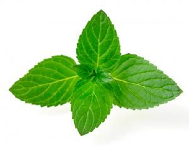 Pepermunt (Mentha Piperita) - 5 ml
