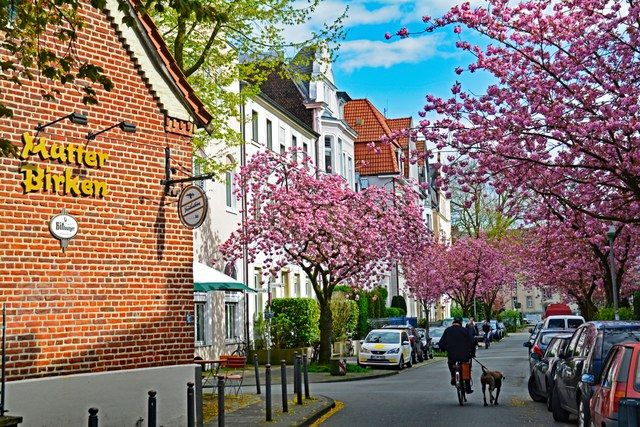 Kirschblüte im Kreuzviertel