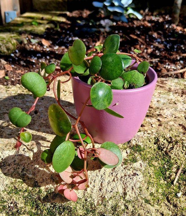C67 . Peperomia 'Pepperspot' in "MINI CACHPOT"