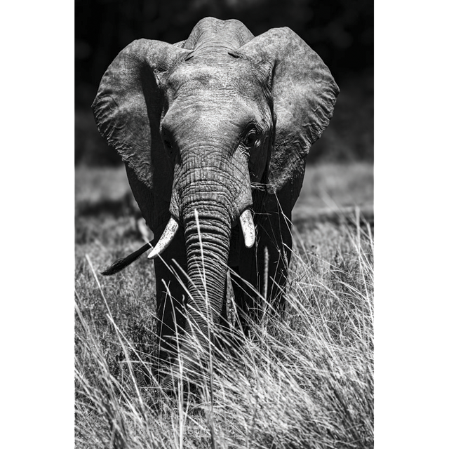 Eléphant -Masaï Mara Kenya - Réf: K-2317