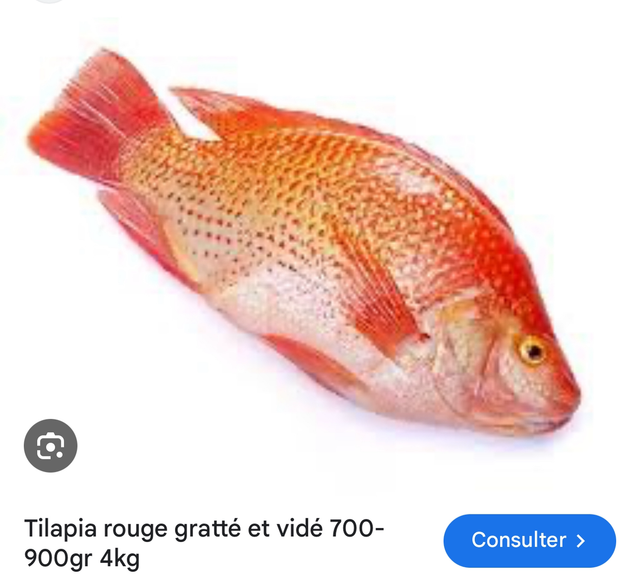 Tilapia rouge 