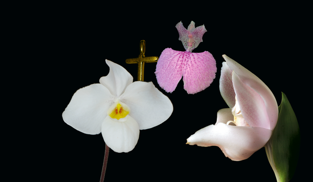 Gentle Geisha Combination Essence