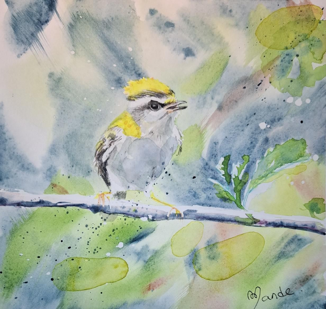 Roitelet triple bandeau