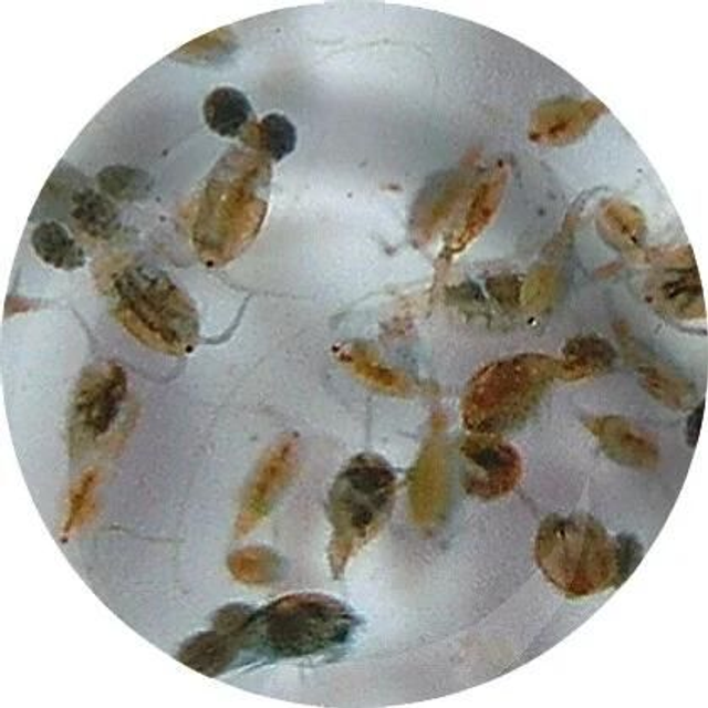 Levende brachionus 4038358100192