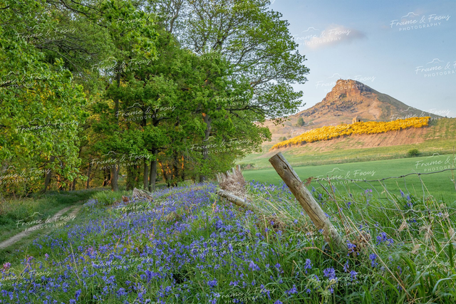 Yellow and Blue Make Green, Roseberry Topping