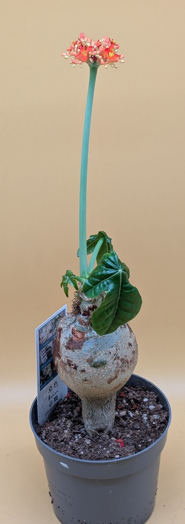 Jatropha Podagrica Flaschenpflanze