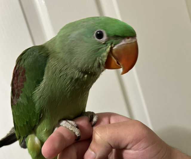 Hand Reared Baby Alexandrines 