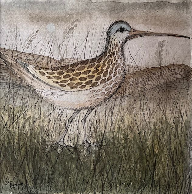 RK95 Curlew II by Ruth Kirkby, 17 x 17cm Watercolour/Ink
