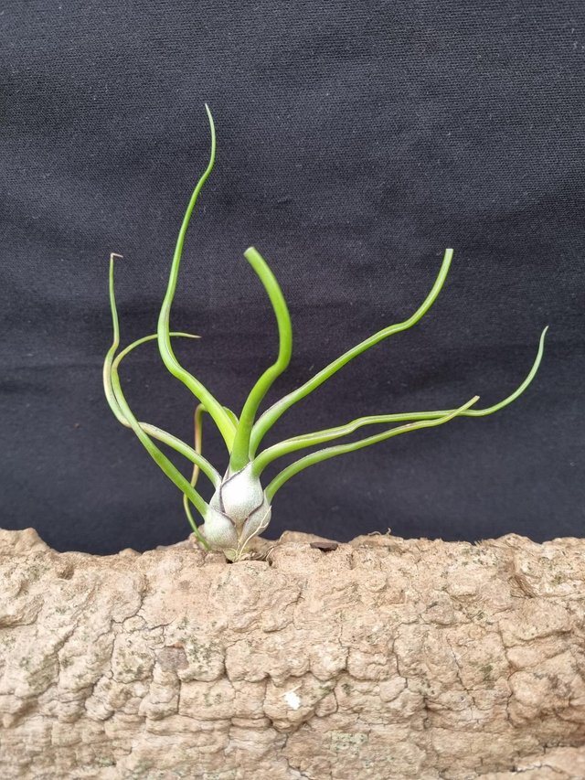 Tillandsia bulbosa
