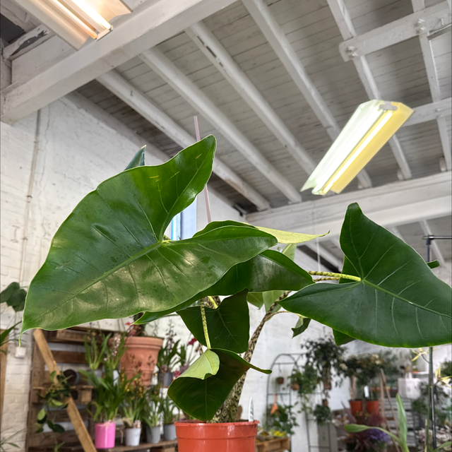 Alocasia Zebrina xxl 
