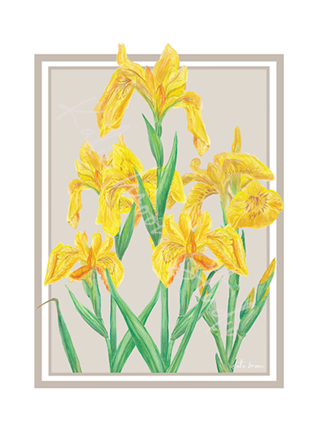 A6 Yellow Flag Iris - ‘Floral Grace, Feathered Beauty’ Collection