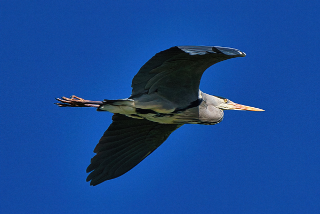 Héron sur ciel bleu