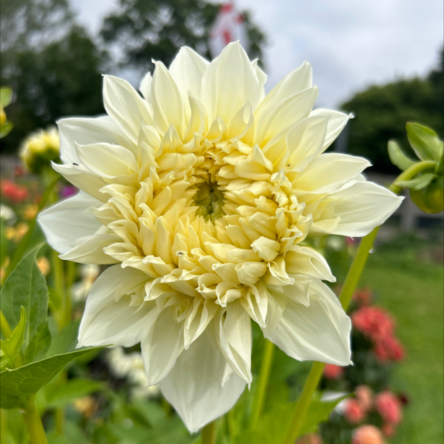 Askwith Josephine 211