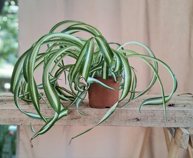 B66 . Chlorophytum Bonnie in vaso 12