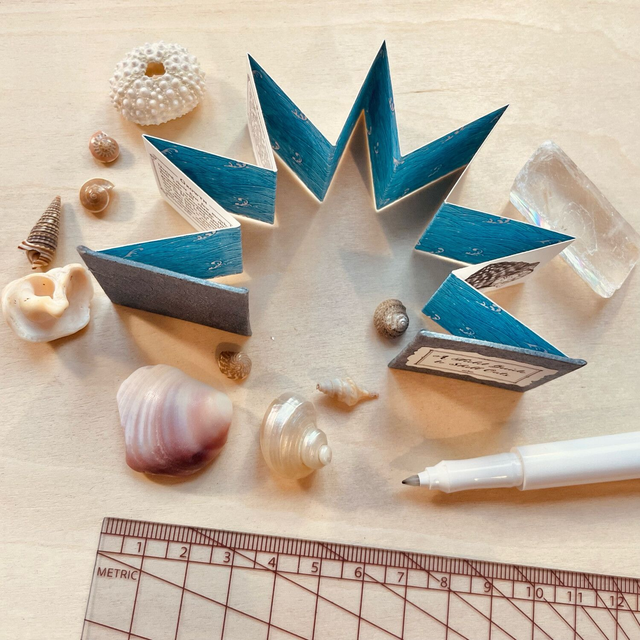 A Field Guide to Shell Cats