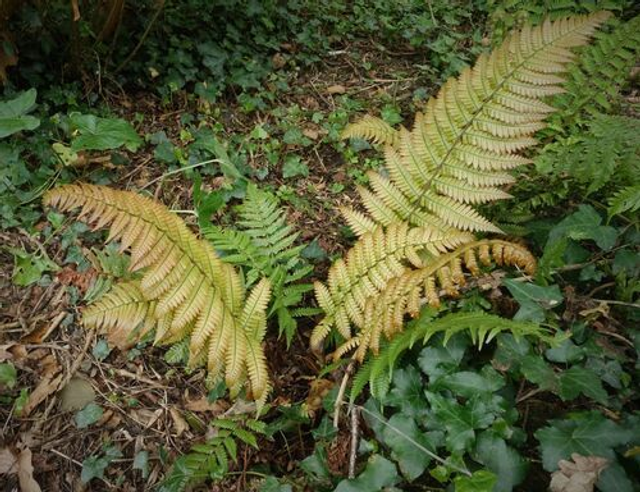 Dryopteris lepidopoda - Sunset Fern 