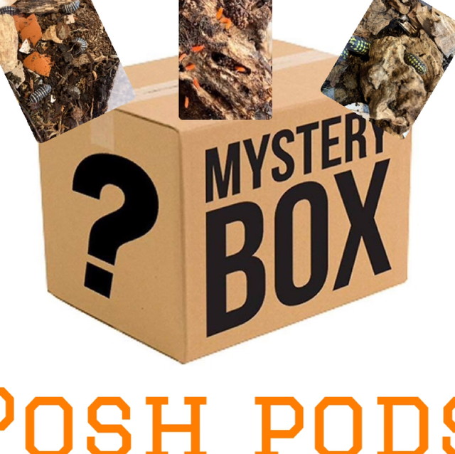 Posh ‘cleanup crew’ Mystery box 