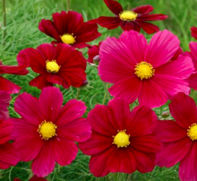 Cosmos Rubinato