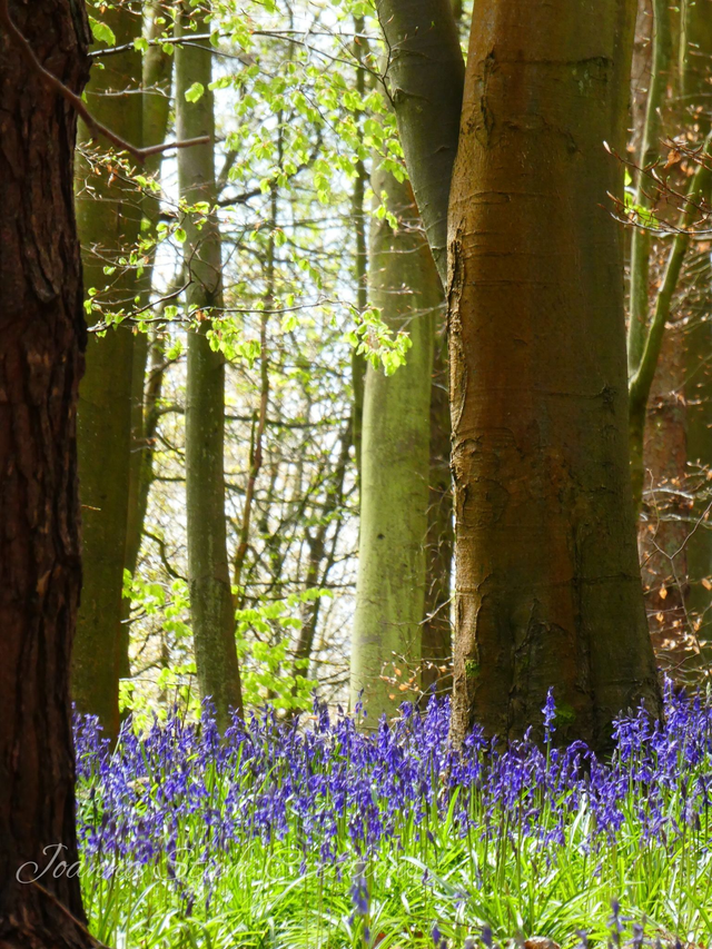 Photographic Open Edition Canvas Panel Print, from my "Woodland" collection, "Beech Bells"