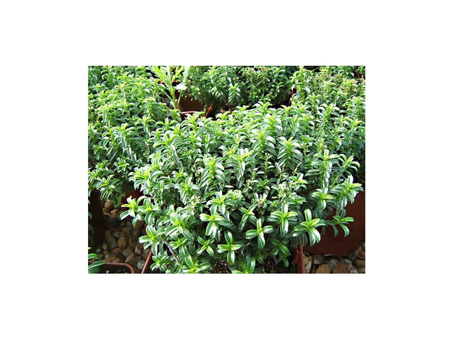 Sarriette Vivace AB -  Satureja montana