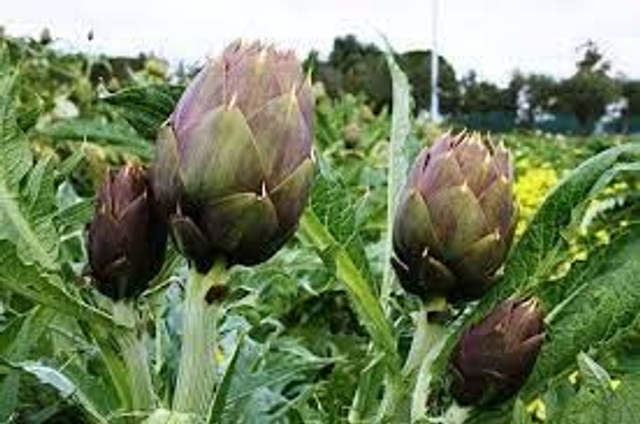 CARCIOFI SPINOSI SARDI-PEZZO-